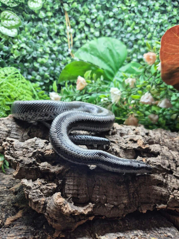 Anery Mexican x Albino Coastal Rosy Boa at Birmingham Reptiles