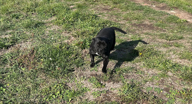 Staffordshire bull terrier