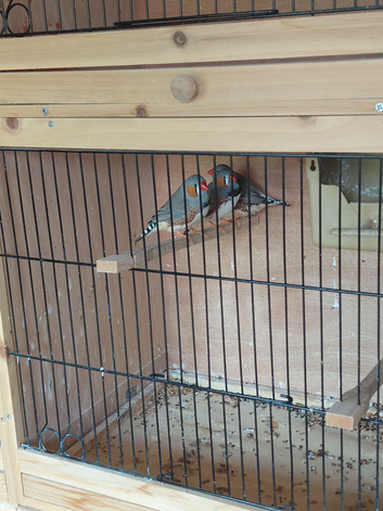Zebra finches