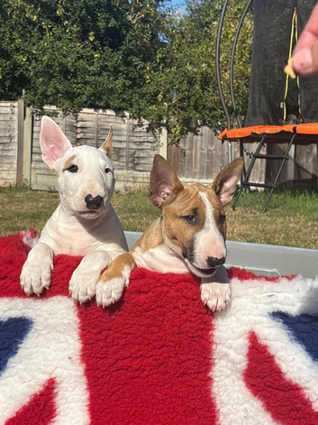 Quality bull terrier puppy&rsquo;s