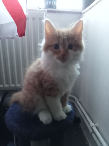 Gorgeous Ginger and White Fluffy Tabby