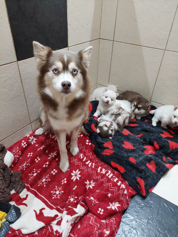Pomsky Puppy's are ready to leave now