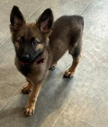 Gorgeous female german shepherd
