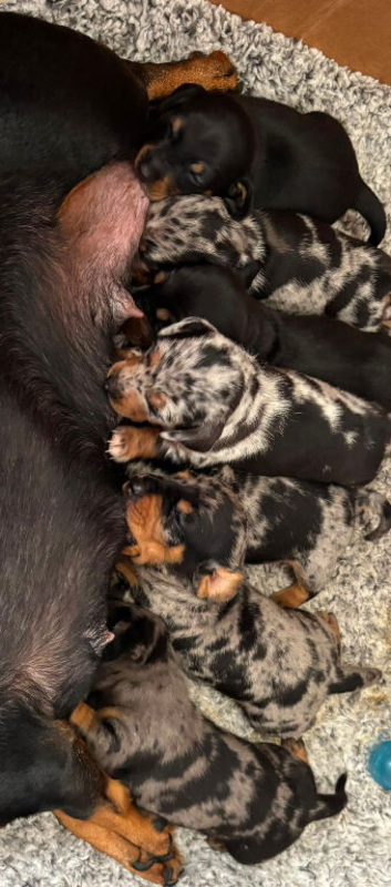 Pure-bred Mini Dachshund Puppies &ndash; Ready For Their Forever Homes!