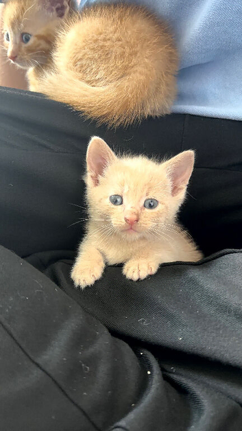Gorgeous kittens, Ginger, Grey & Tortoiseshell