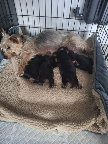Male yorkie pups