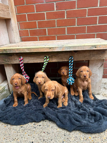 Hungarian wire haired Vizsla puppies