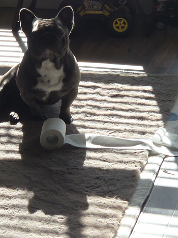 French bull dog