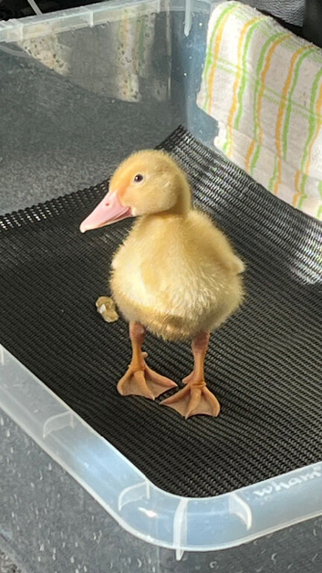 Pure Aylesbury Ducking. Only 1