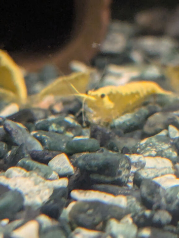 Yellow golden back shrimp