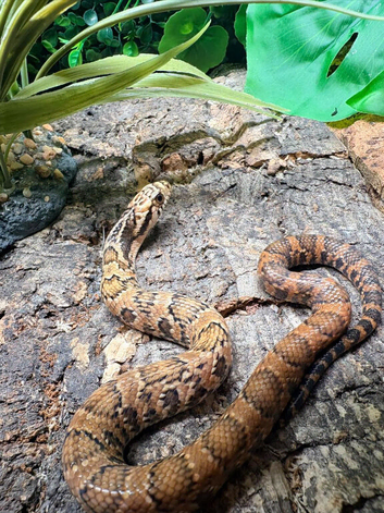 King Phase Hypo False Water Cobra at Birmingham Reptiles