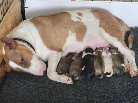 2 bitch bull terrier puppies