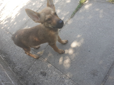 Blaze male pup left reduced to go plz calls only