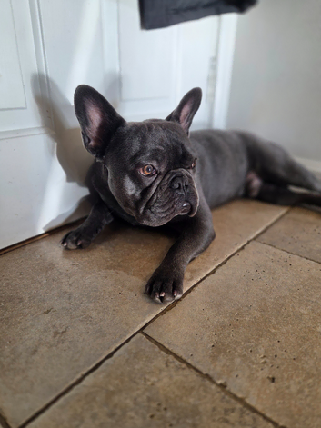 Stunning Blue French Bulldog STUD