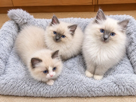 Beautiful Ragdoll Kittens - Ready for Their New Homes