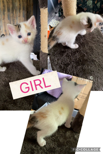 Beautiful kittens