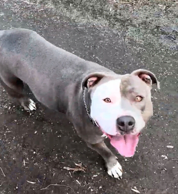 American Bully Classic