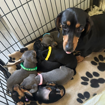 Gorgeous miniature sausages