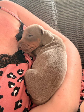 5 miniature dachshunds for sale