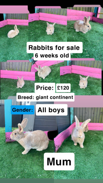 Continental giant rabbits