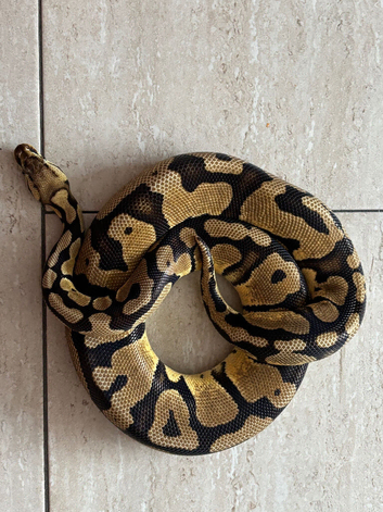 Pastel het clown ball python