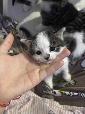 Selling kittens