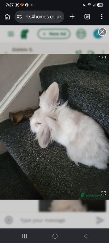 Absolutely adorable fluffy lionhead bunnies