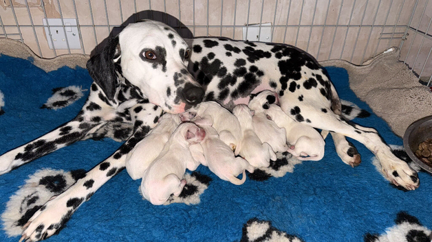 Kc Dalmatian puppies