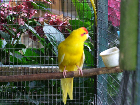 Red- Fronted Kakarik