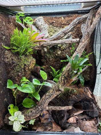 Bio active Dart frog terrarium full set up