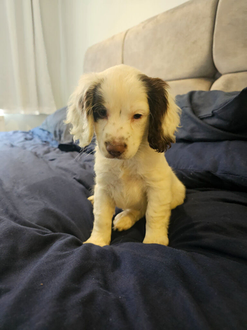 COCKER SPANIEL PUPPY BITCH FOR SALE