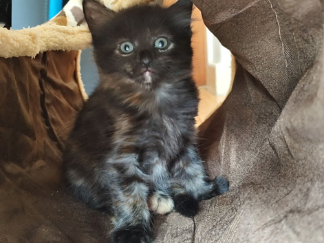Little girl is still looking for her forever home