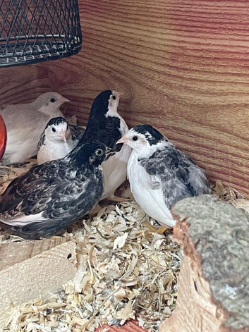 Chinese Painted Button quail