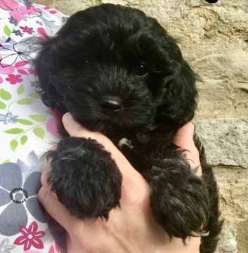 Stunning Fully DNA Health Tested F1 Maltipoo Puppies