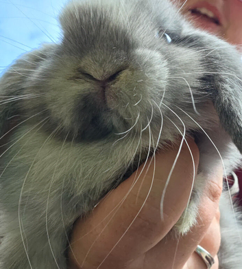 Beautiful mini lops ready now