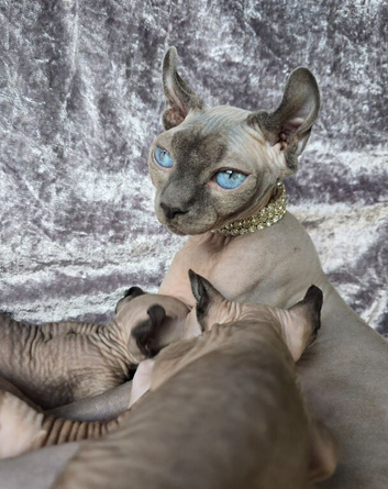 TICA & HEALTH TESTED SPHYNX KITTENS