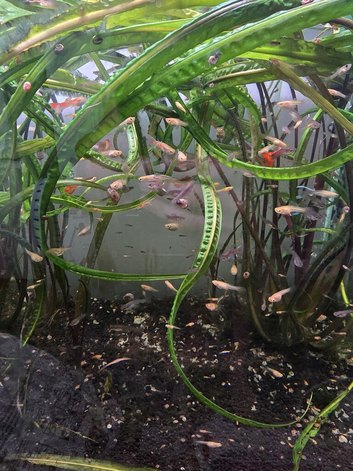 Guppies