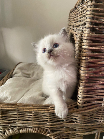 Pure Ragdoll Kittens