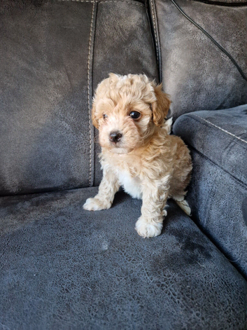 Gorgeous tiny maltipoo puppies