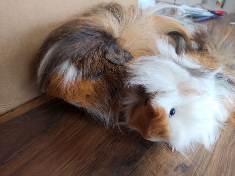 Pair of bonded Peruvian boars ready for a new home