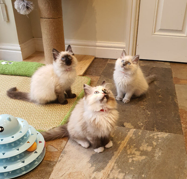Beautiful GCCF Registered Ragdoll Kittens.