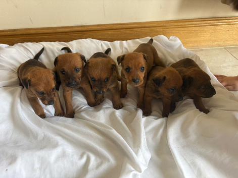 Lakeland x dachshund puppies