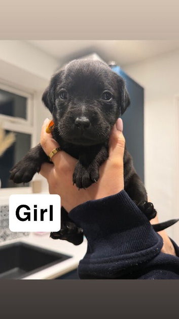 12 gorgeous puppies