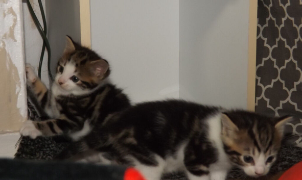 Kittens 4 sale