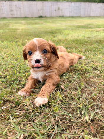 4 week old cavapoo litter