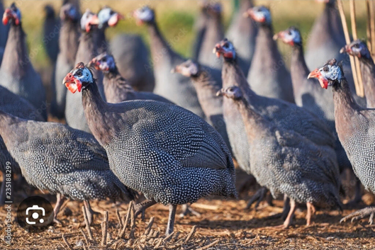 Guineafowl keets