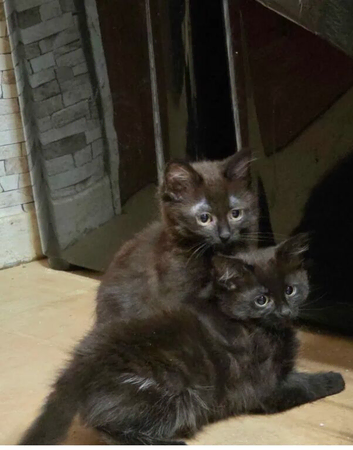4 beautiful kittens for sale