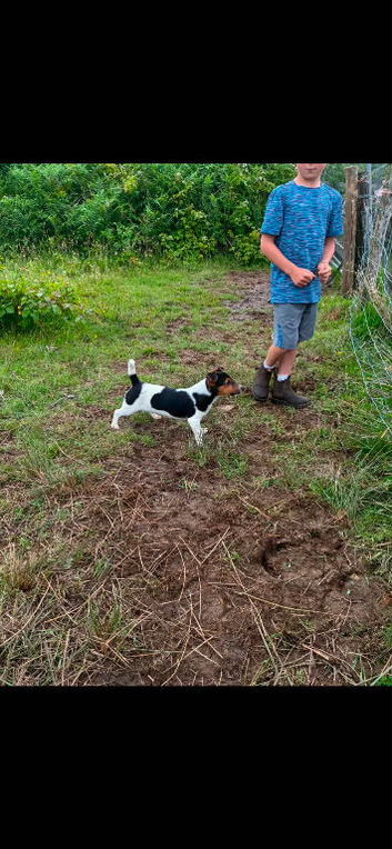 Jack Russel male
