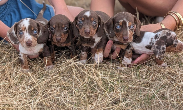 Dachshund puppies