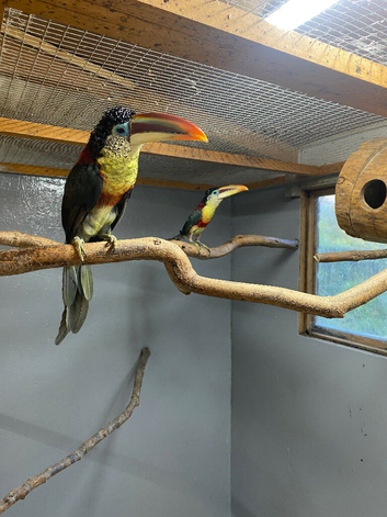 Aracari